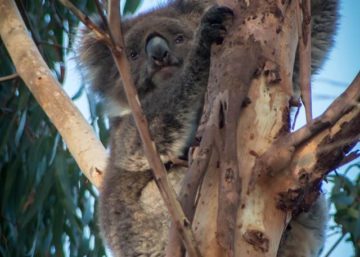 frankstone Australia ispiring animal to carve